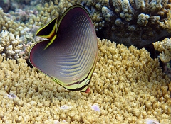 IMG_7682rc_Maldives_Madoogali_Poisson papillon triangle-Chaetodon triangulum